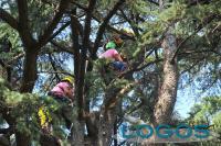 Cuggiono / Eventi - Tree climbing (Foto Gianni Mazzenga)