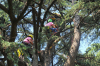 Cuggiono / Eventi - Tree climbing (Foto Gianni Mazzenga)