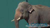 Safari Park _ elefante asiatico