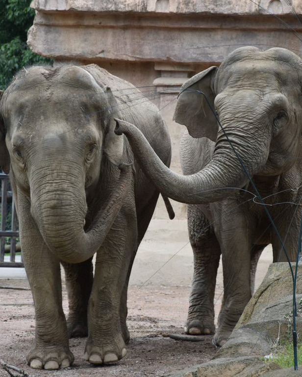 Ambiente - Gli elefanti de 'Le Cornelle'