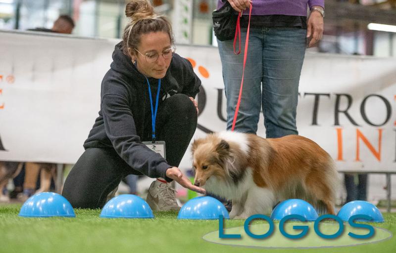 Eventi / Milano - 'Quattrozampeinfiera' 