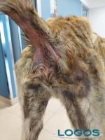 Animali - Levriero scampato alla morte, 3