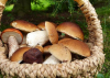 Ambiente - Funghi (Foto internet)