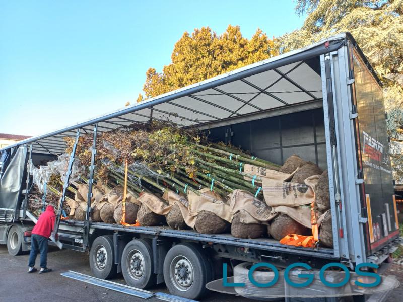 Legnano / Ambiente - Nuovi alberi in città 