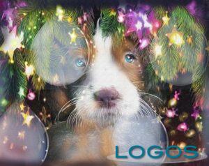 Attualità - Adozione animali 