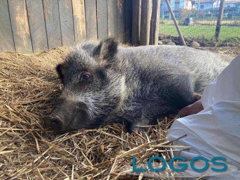 Ambiente - Tina la Maialina