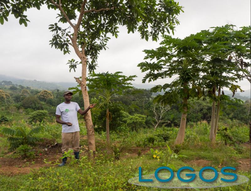 Ambiente - Alberi piantata da TicketSMS