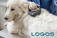 Animali - cane con microchip