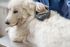 Animali - cane con microchip