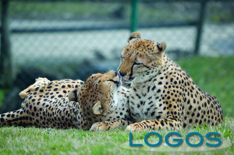 Ambiente - Tenerezze tra ghepardi