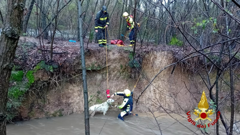 Cronaca - Cane salvato dai fiume nel Parco delle Groane