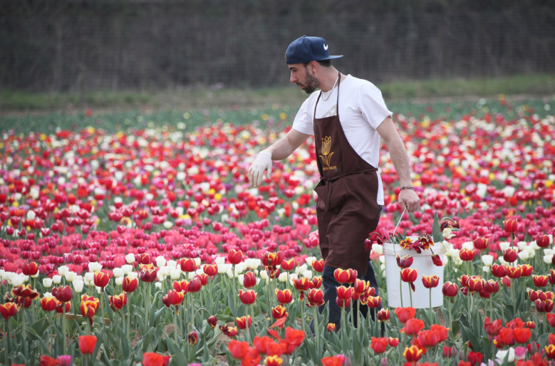 Ambiente / Territorio - Tulipani Italiani (Foto Andrea Cherchi)