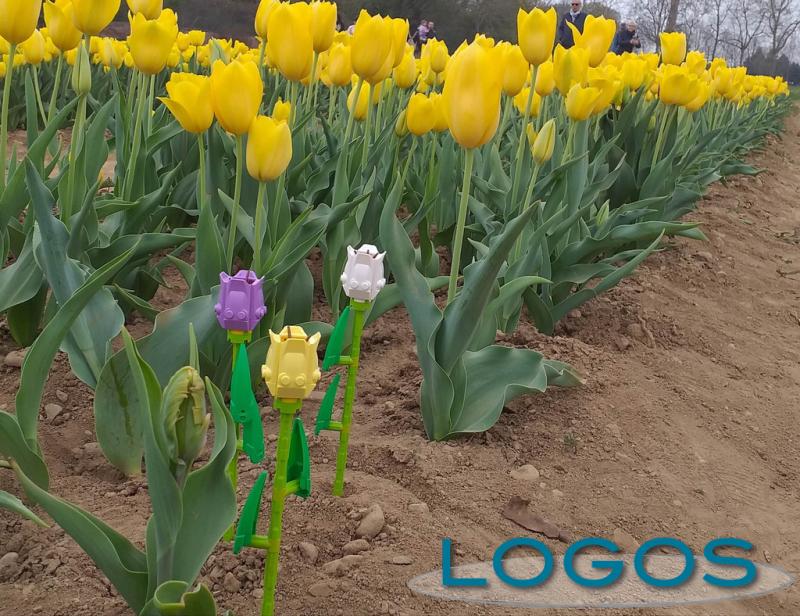 Eventi - I tulipani realizzati con i mattoncini Lego 