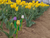Eventi - I tulipani realizzati con i mattoncini Lego 