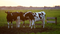 Generali - Mucche in un campo agricolo