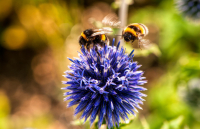 Ambiente - Api su un fiore