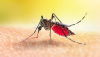 Salute - zanzara Dengue