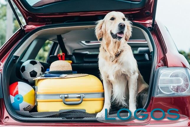 Inchieste - Vacanze pet-friendly 