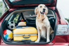 Inchieste - Vacanze pet-friendly 