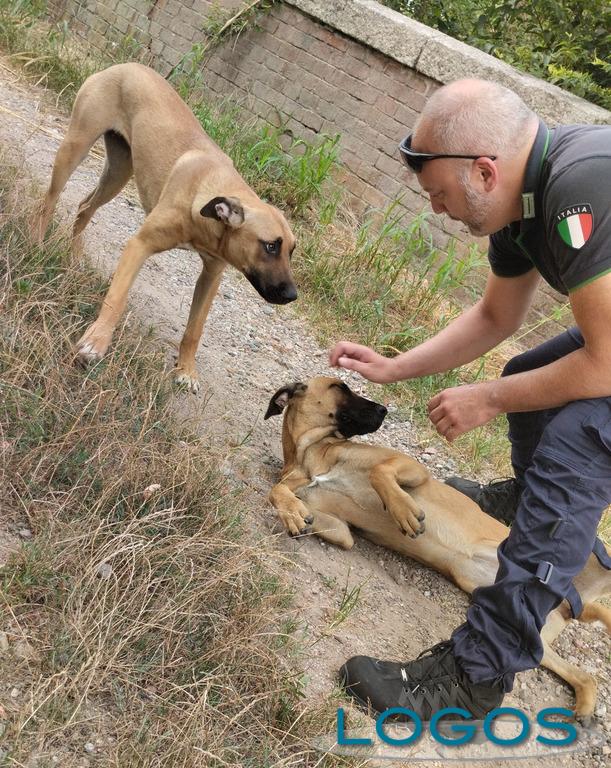Castano - I due cani ritrovati 