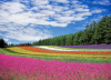 Ambiente - Fiori in Lombardia