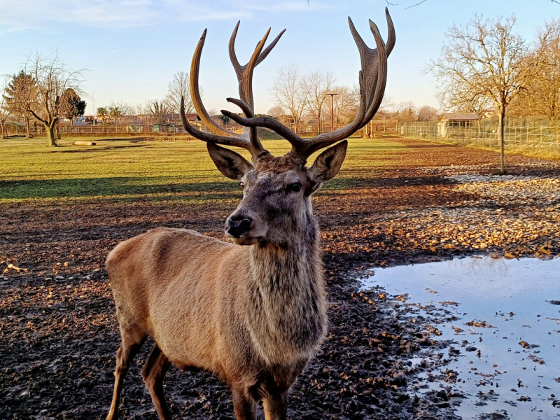 Bareggio - Un cervo al Parco Arcadia