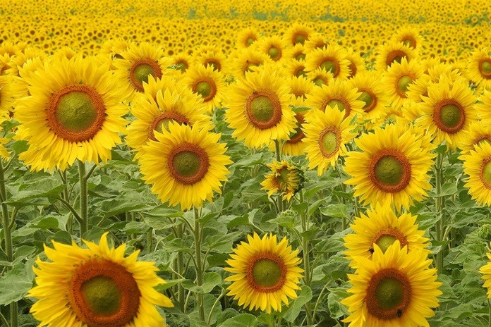 Ambiente - Girasoli 