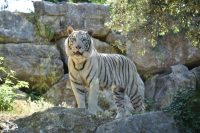 Valbrembo - Nuova tigre a Le Cornelle