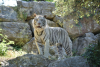 Valbrembo - Nuova tigre a Le Cornelle