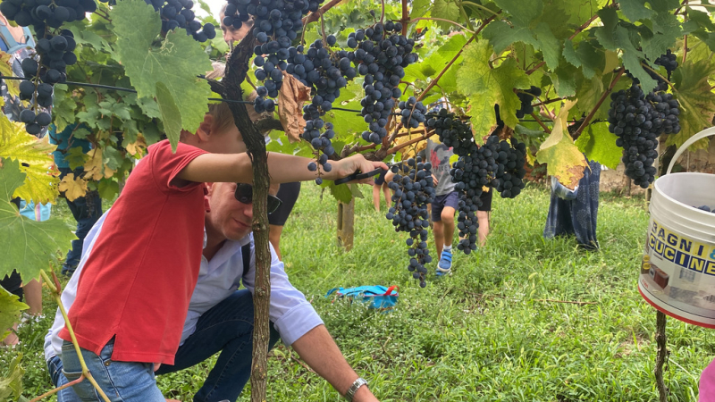 Cuggiono - Momento della vendemmia 2024