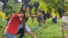 Cuggiono - Momento della vendemmia 2024