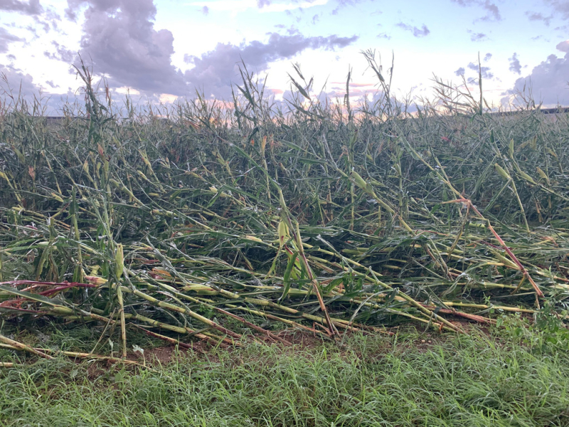 Ambiente - Campo di mais devastato dalla pioggia