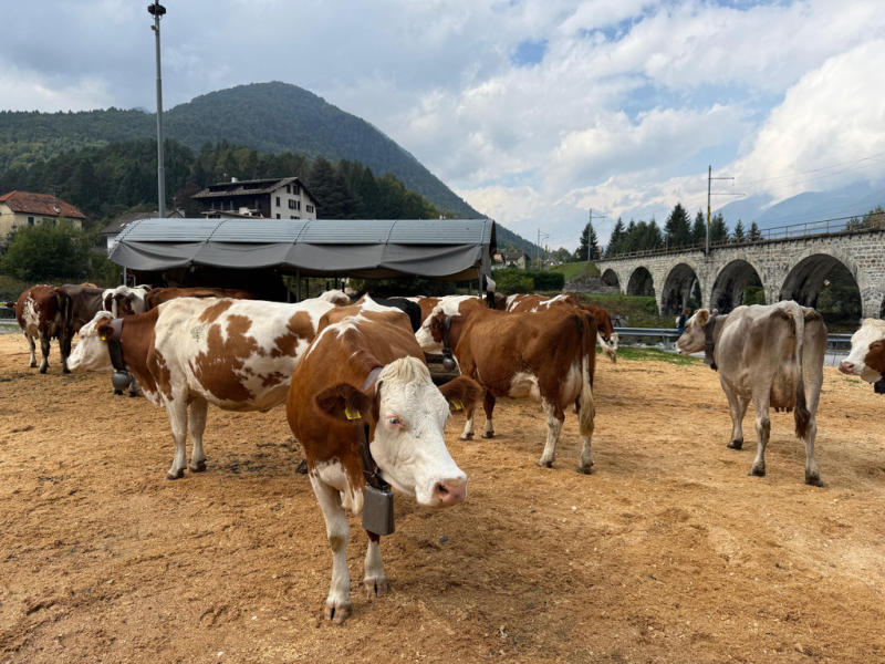 Ambiente - Il rito della transumanza