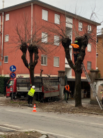 Magenta - Potature in città