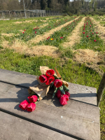 Cuggiono - Tulipani al Funtanin