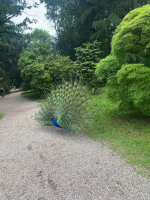 Cuggiono - Pavone in Villa Annoni