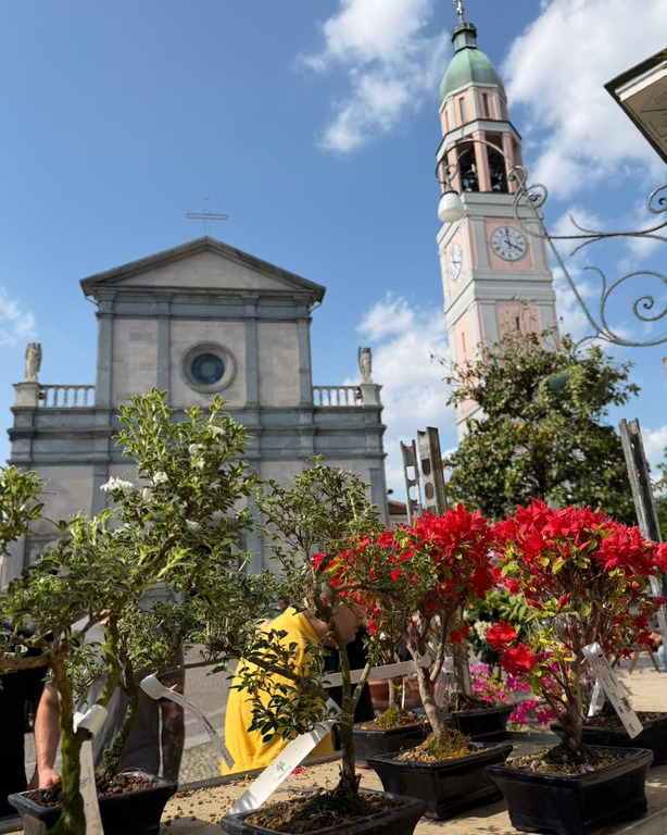 Arconate - Bonsai in piazza Liberazione 2026
