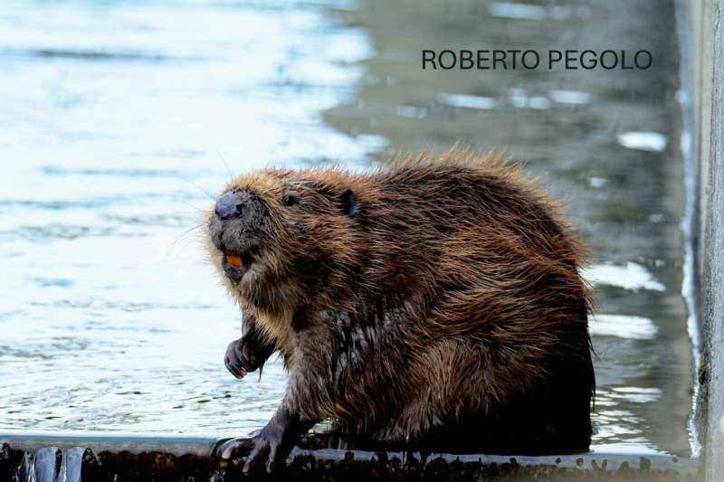 Ambiente - Il ritorno del castoro nel Parco del Ticino Ambiente - Il ritorno del castoro nel Parco del Ticino