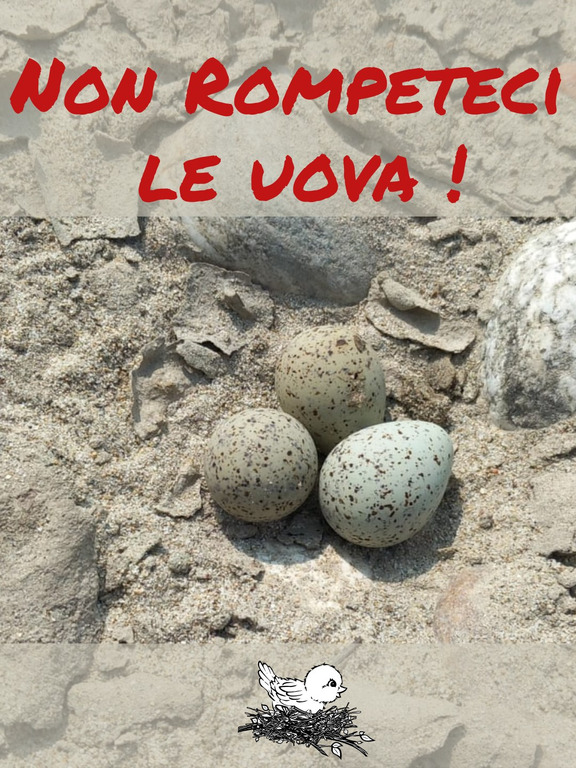 Ambiente - Campagna "Non rompete le uova!" Ambiente - Campagna "Non rompete le uova!"