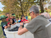 Cuggiono - Bambini durante la vendemmia 2025