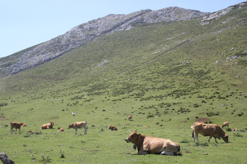 Ambiente - Mucche in montagna
