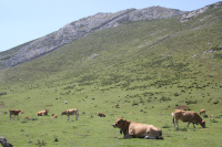 Ambiente - Mucche in montagna