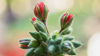 Sociale - Testimoni sino alla fine, ottobre missionario 2026